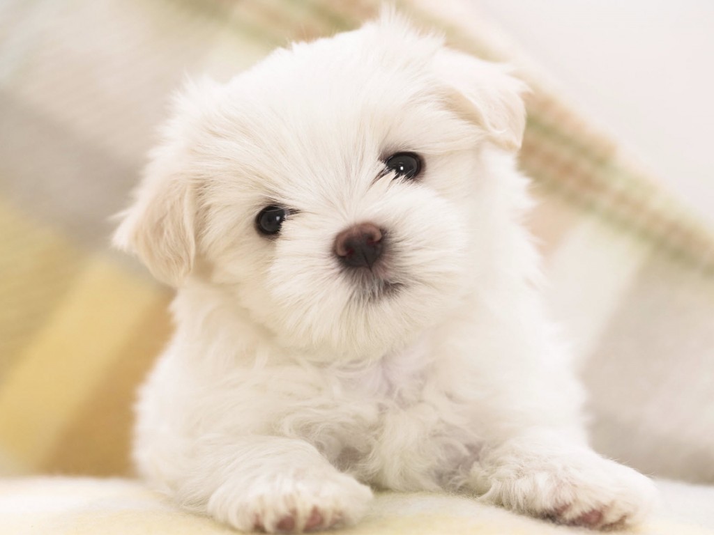 Щенок мальтийской болонки обои