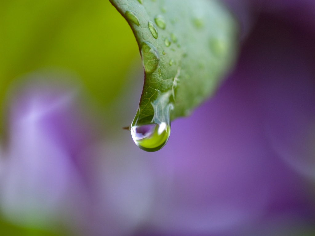 Капля на листе обои