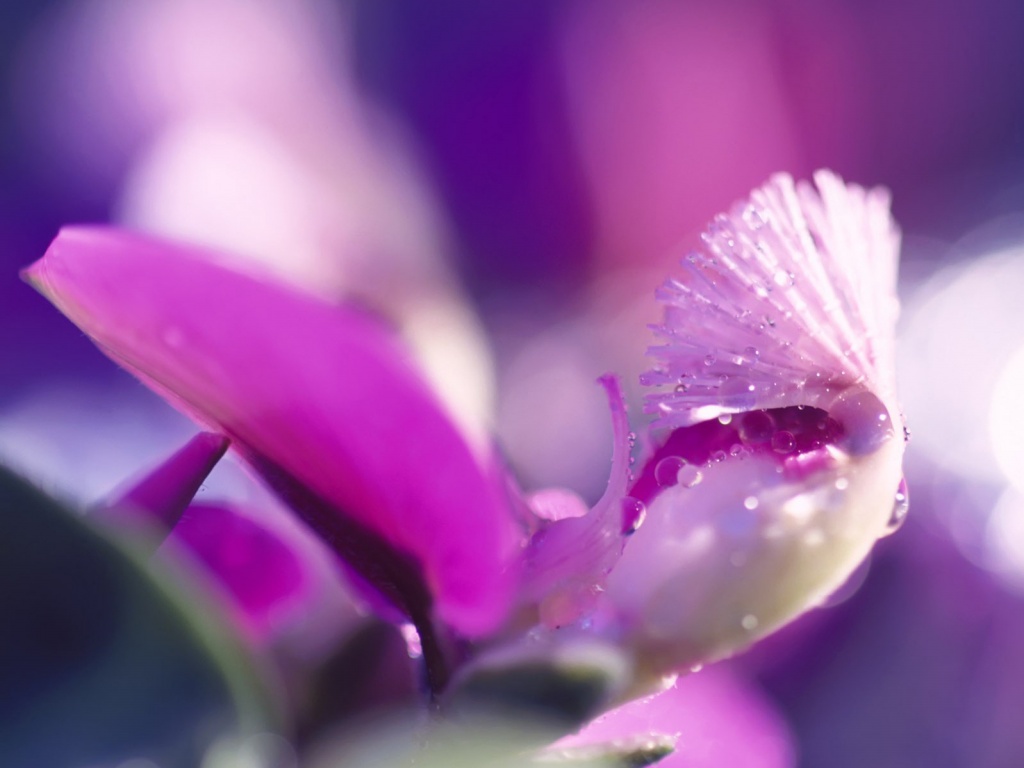 Капли на лиловом цветке обои
