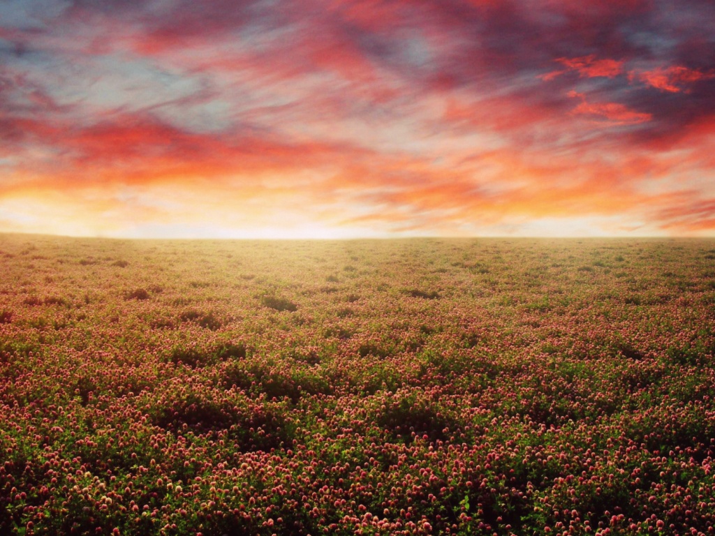 Закатное небо над цветочным полем обои