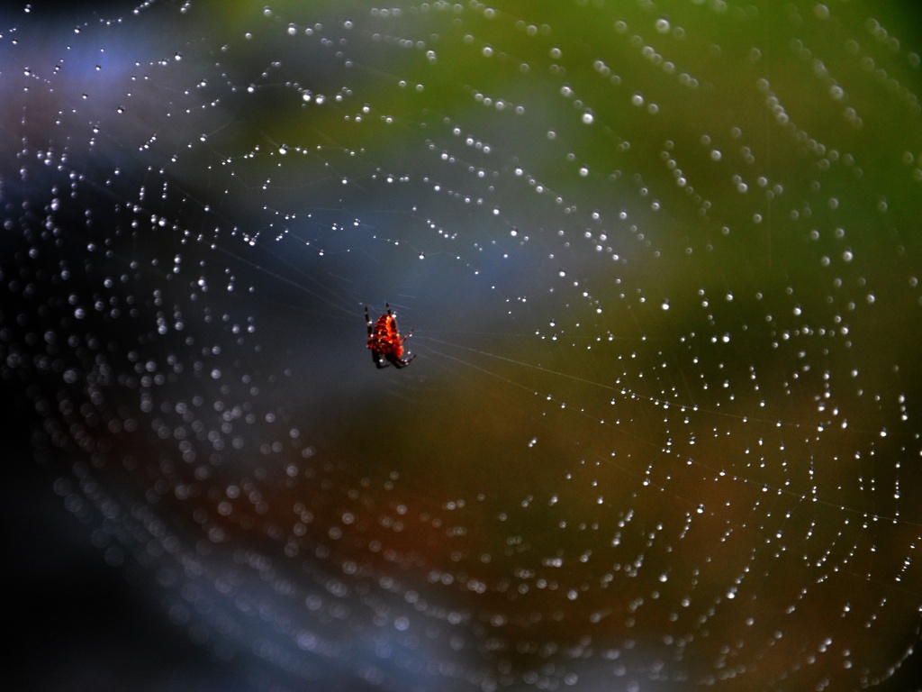 Паук на паутине обои