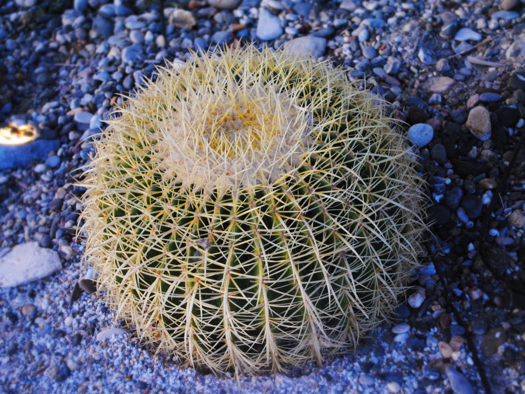 Круглый кактус обои