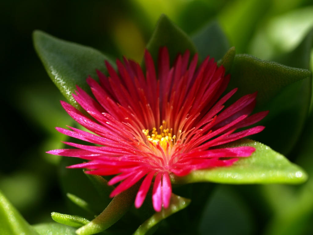 Чудесный цветок обои