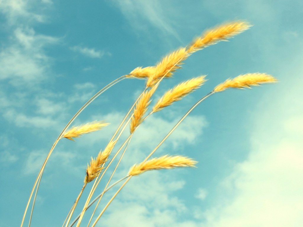 Колосья обои