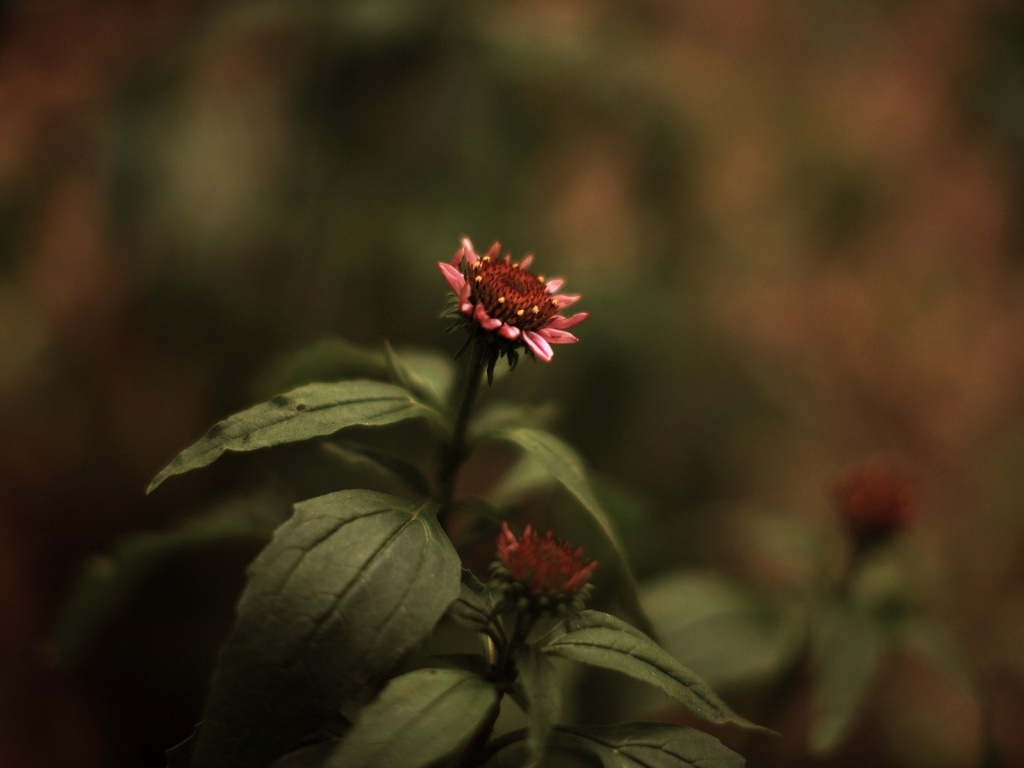 Фотография цветка обои