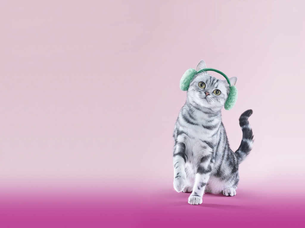 Кот в зеленых наушниках обои