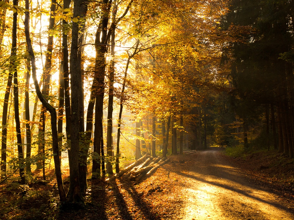 Дорога вдоль просеки в осеннем лесу обои
