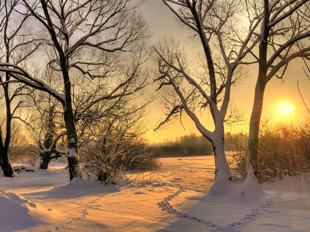 Солнечный свет в зимнем лесу обои