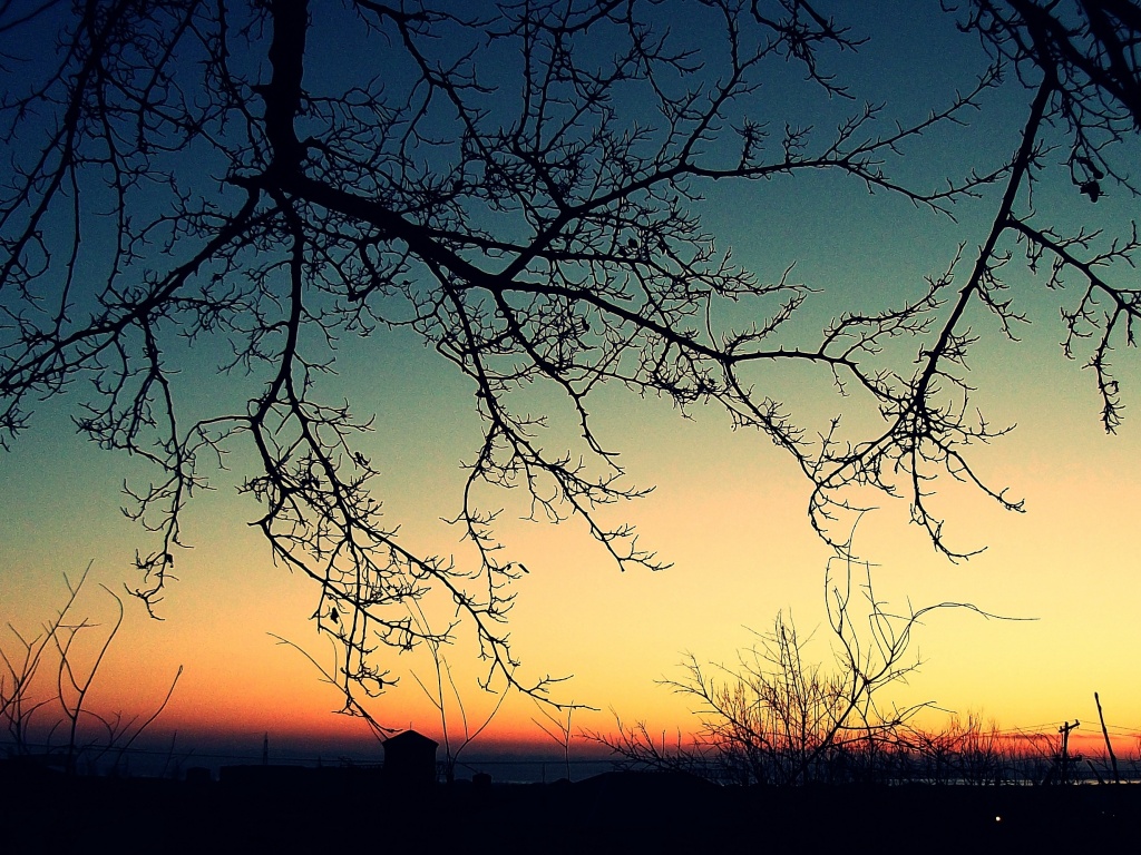 Закат сквозь ветки деревьев обои