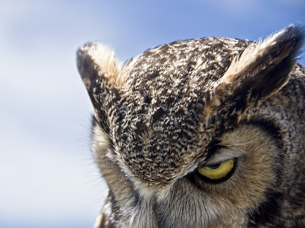 Злая сова обои