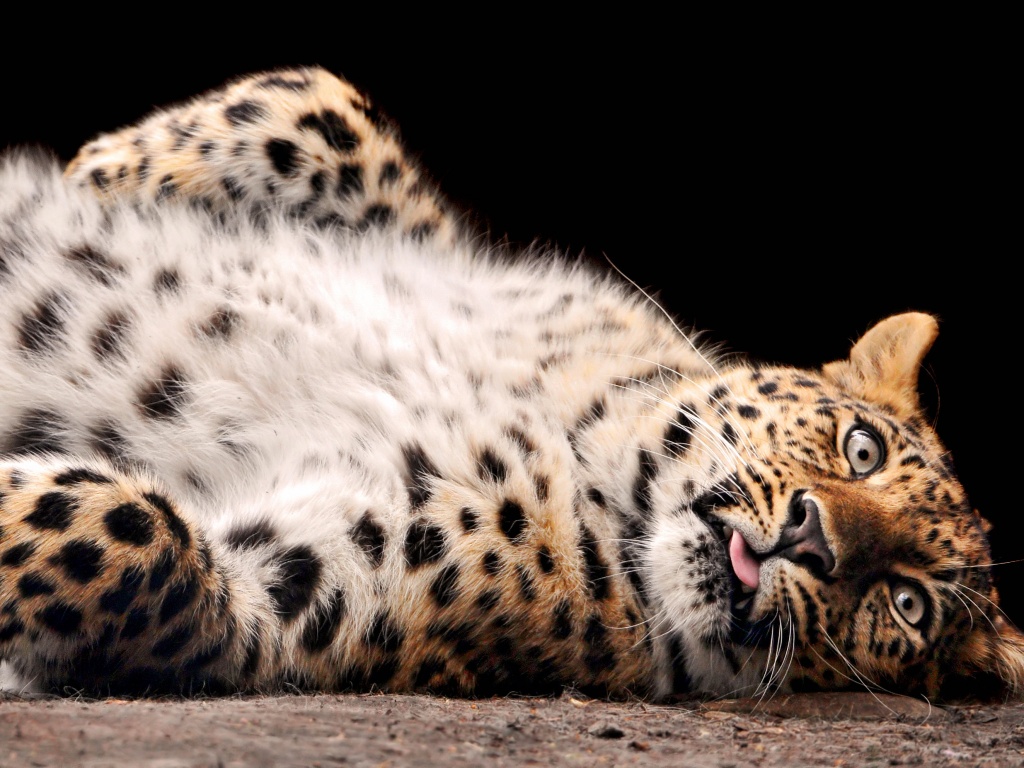 Большая пятнистая кошечка обои