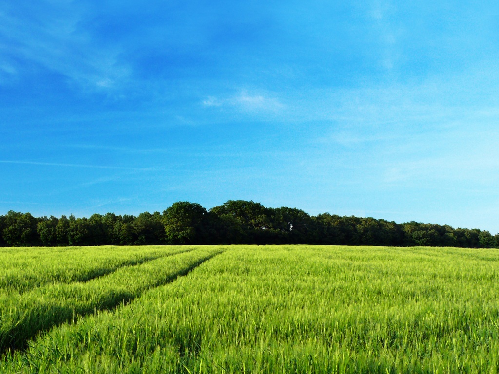Следы колеи в поле обои
