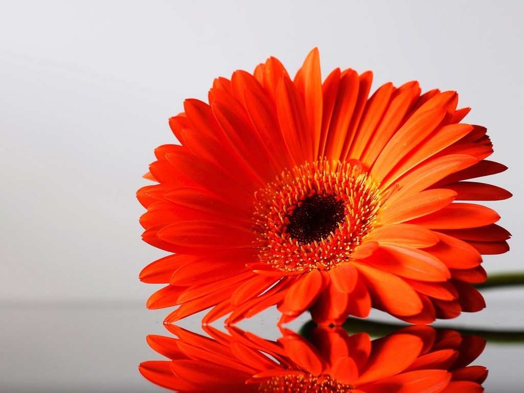 Гербер на стекле обои