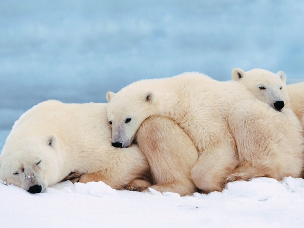 Белые мишки спят обои