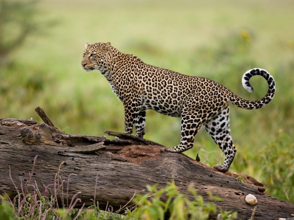 Леопард на природе обои