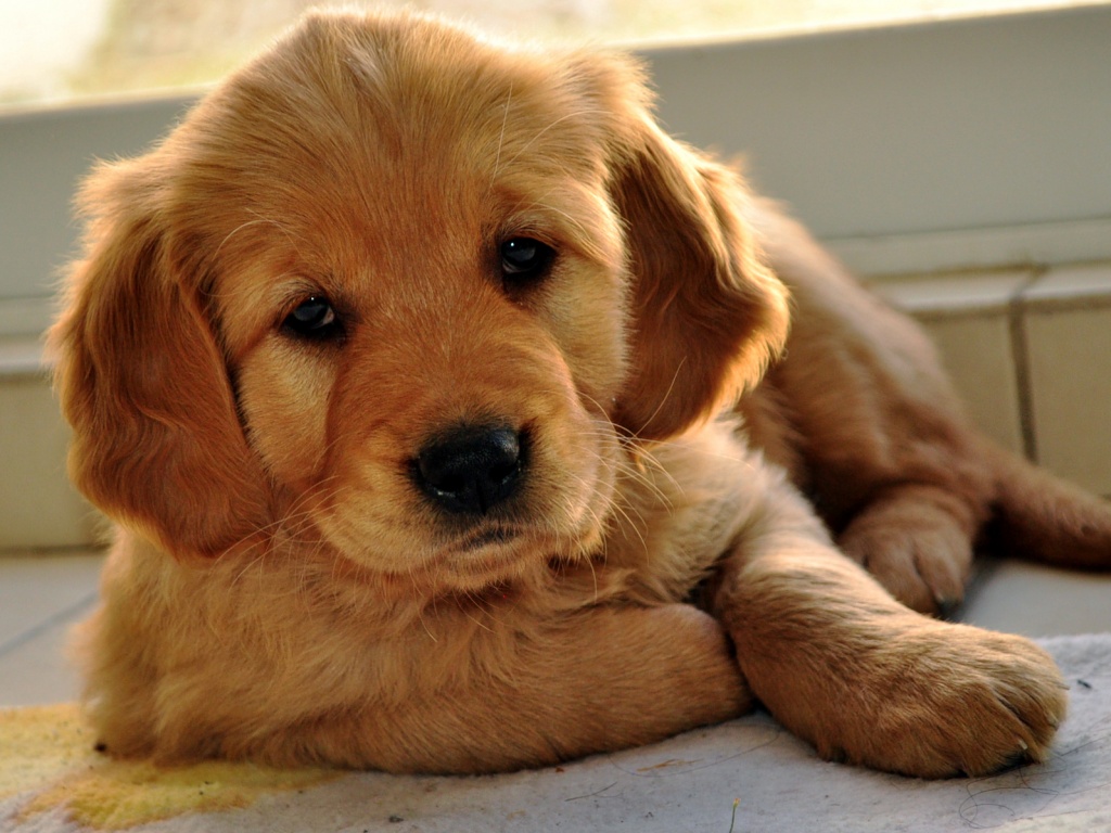 Сонный щенок лабрадора обои