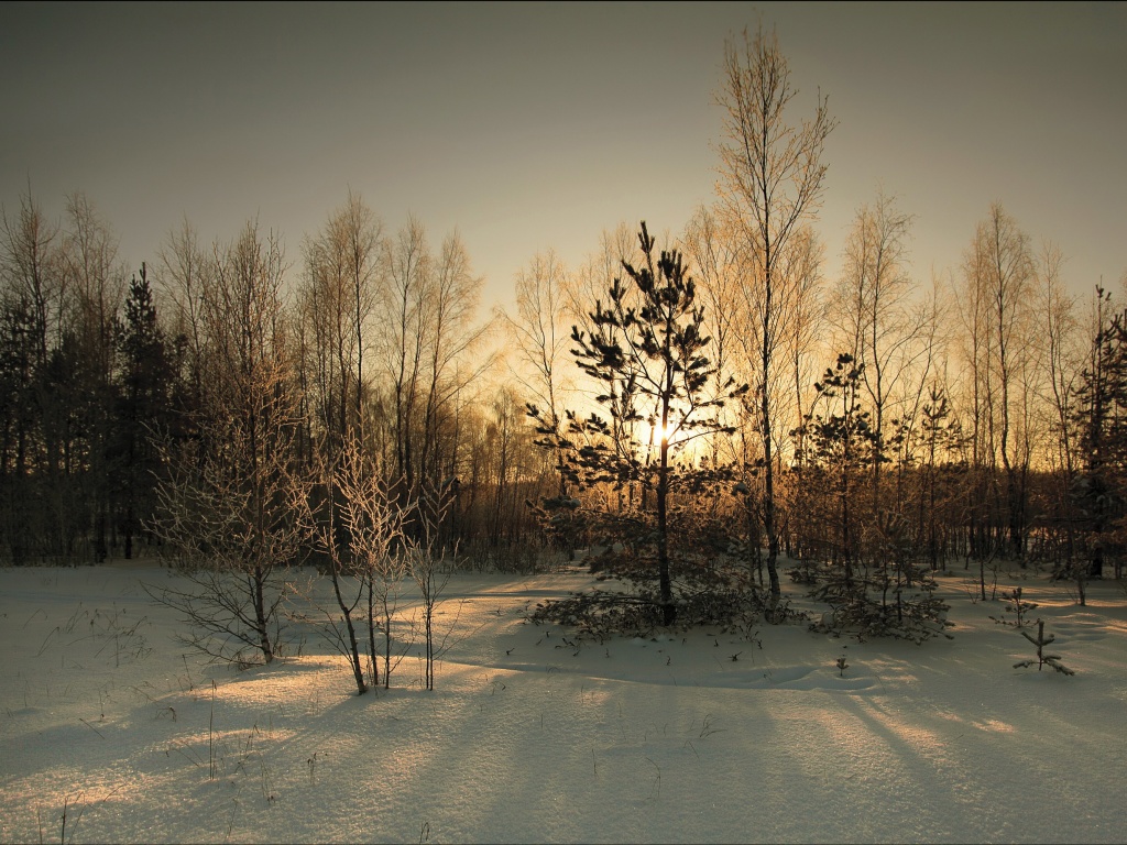 Зимний лес обои