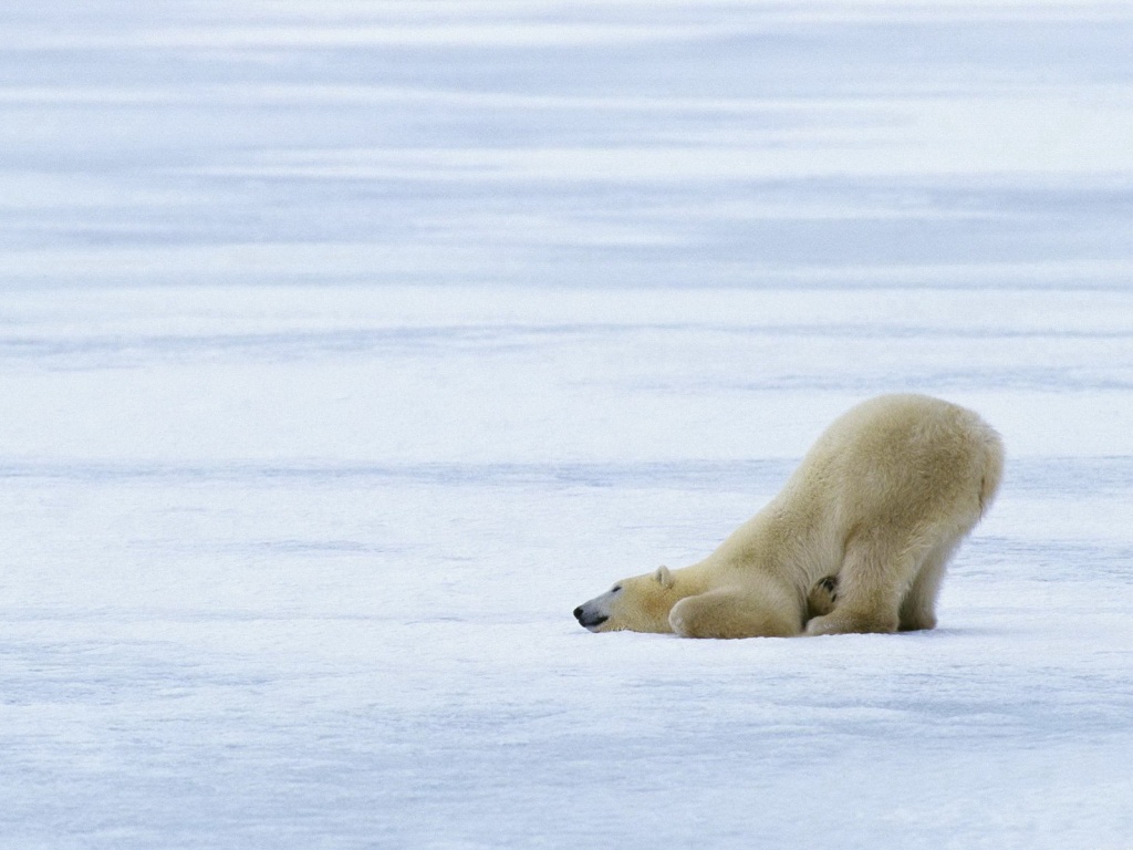 Полярный мишка в смешной позе обои
