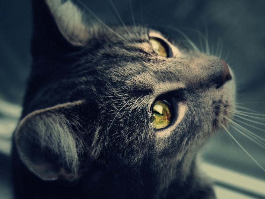 Кот с желтыми глазами обои