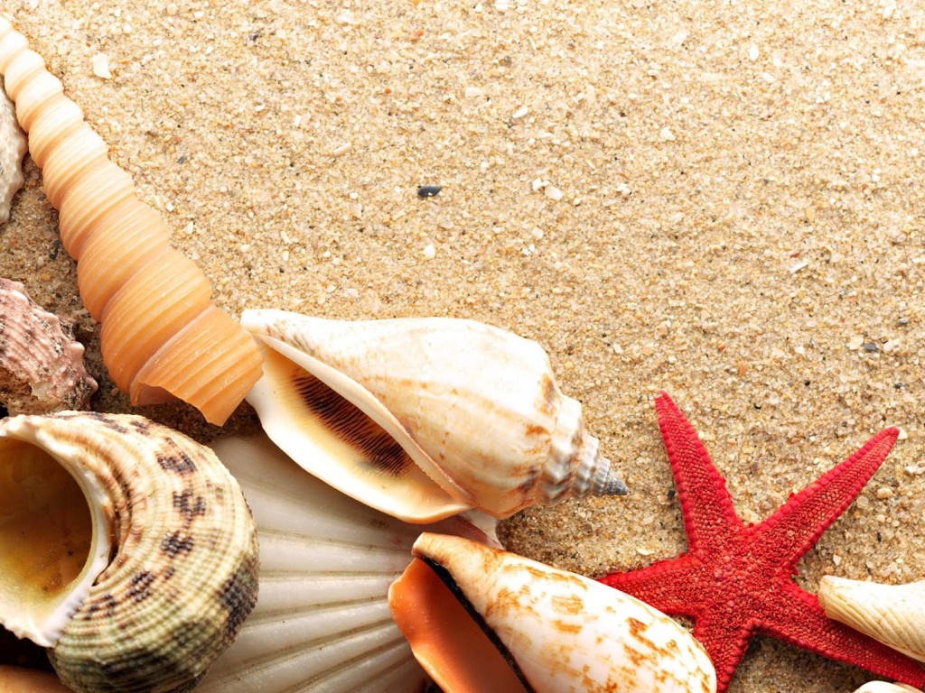 Морские раковины и звезды обои