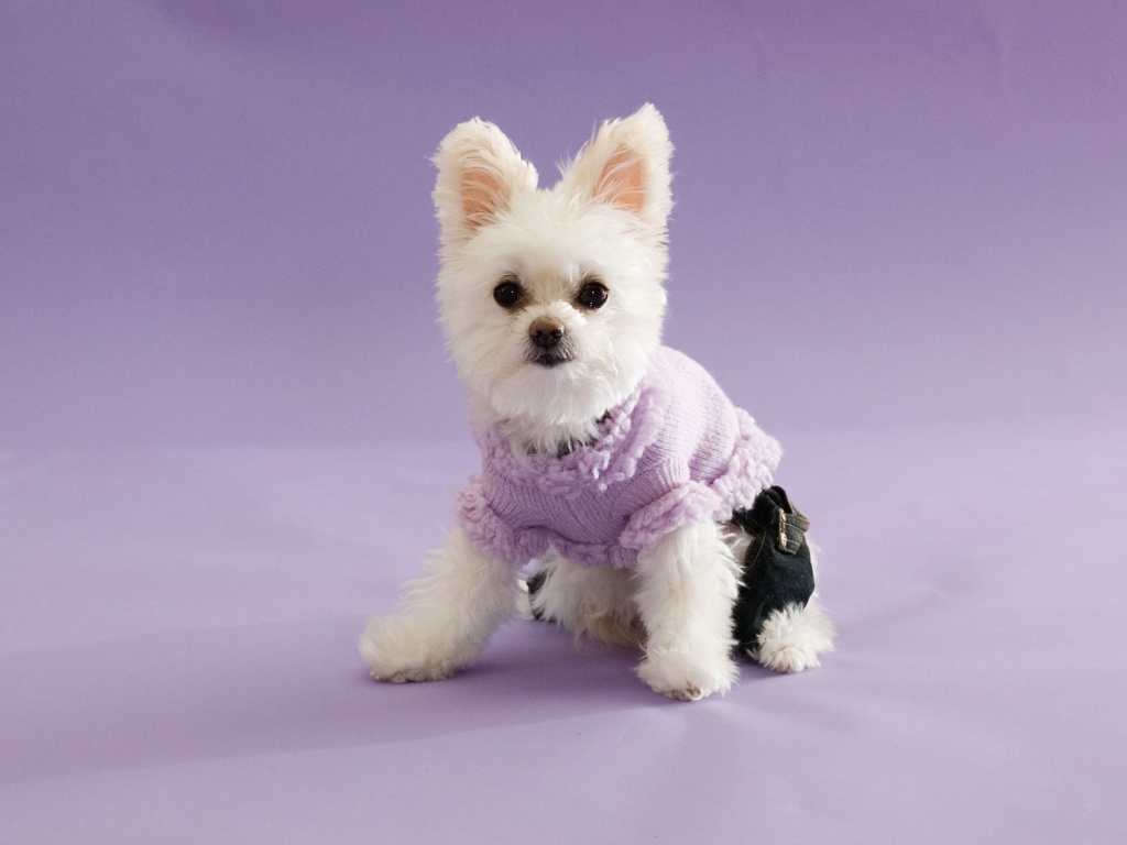 Собачка в свитере обои