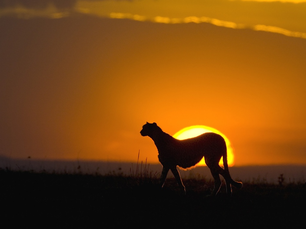 Гепард на закате обои