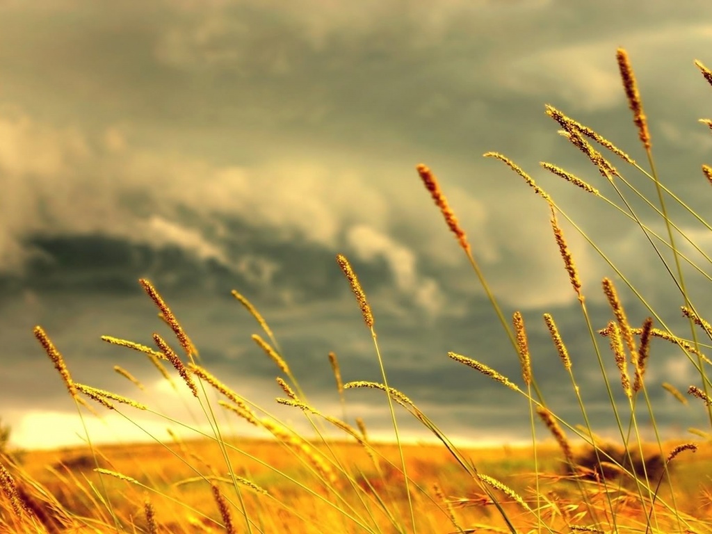 Золотистое поле обои