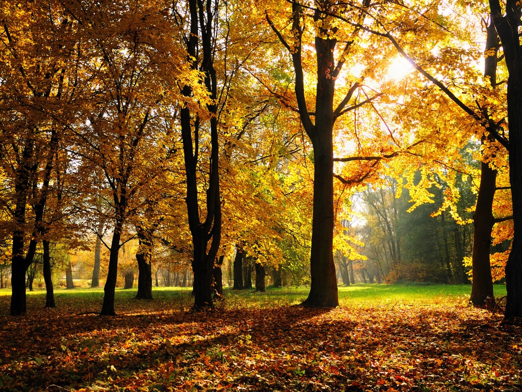 Осенний листопад в парке обои