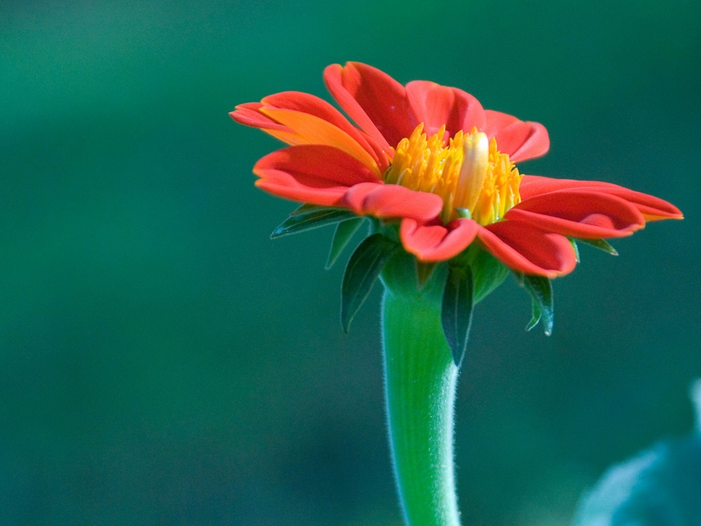 Красивый красный цветок обои