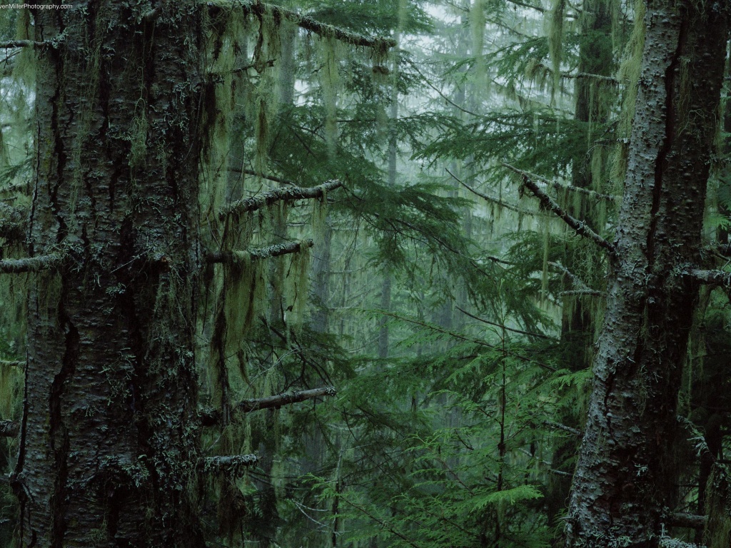 Дремучий лес обои