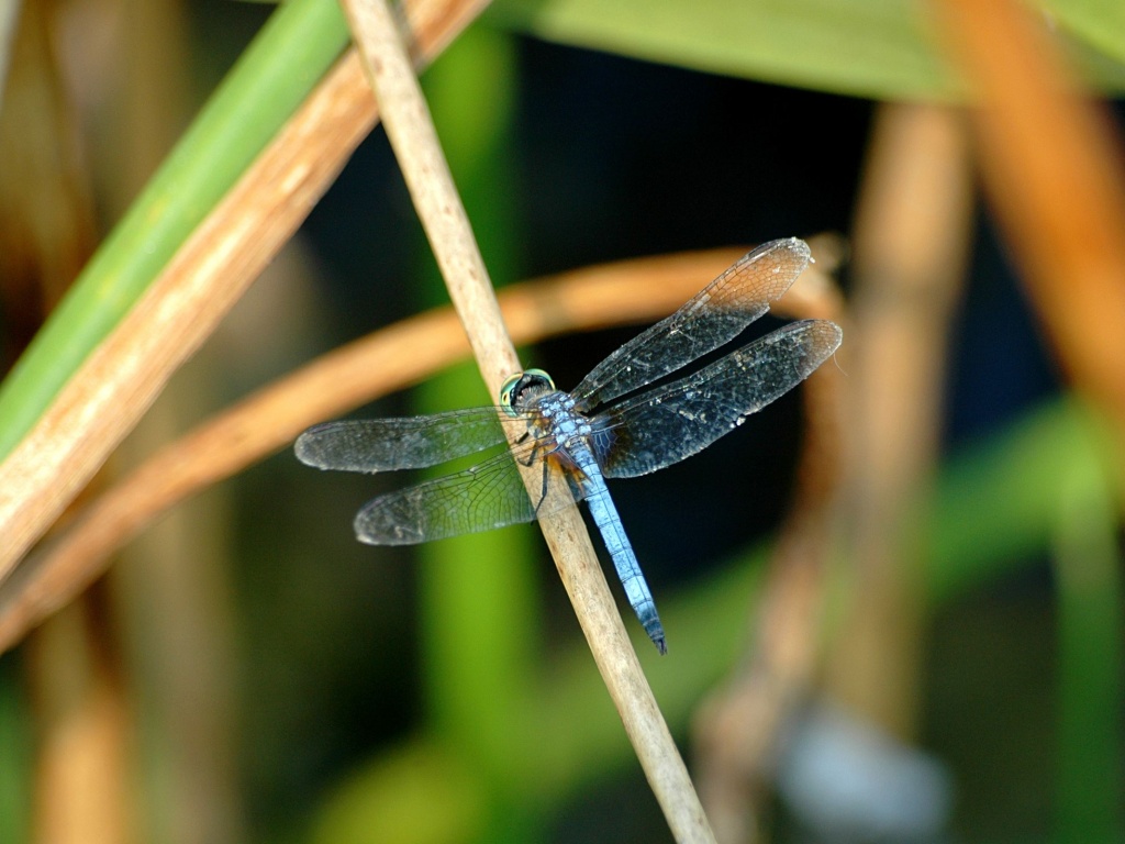 Стрекоза на тарвинке обои