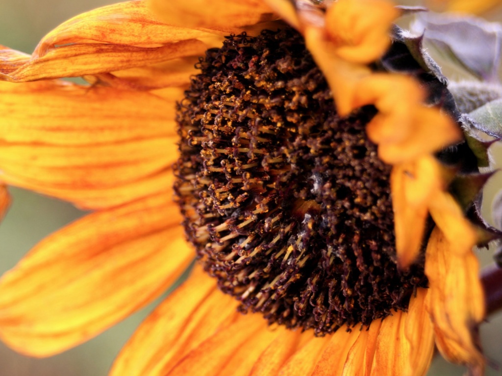 Подсолхну осенью обои