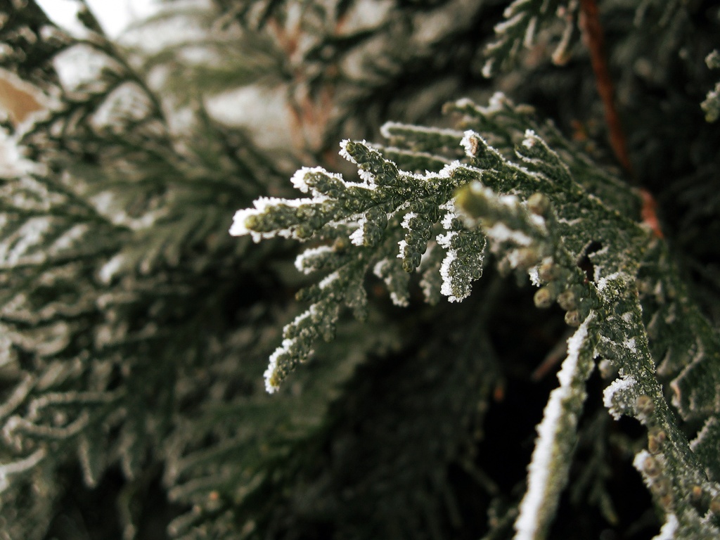 Еловая лапа обои