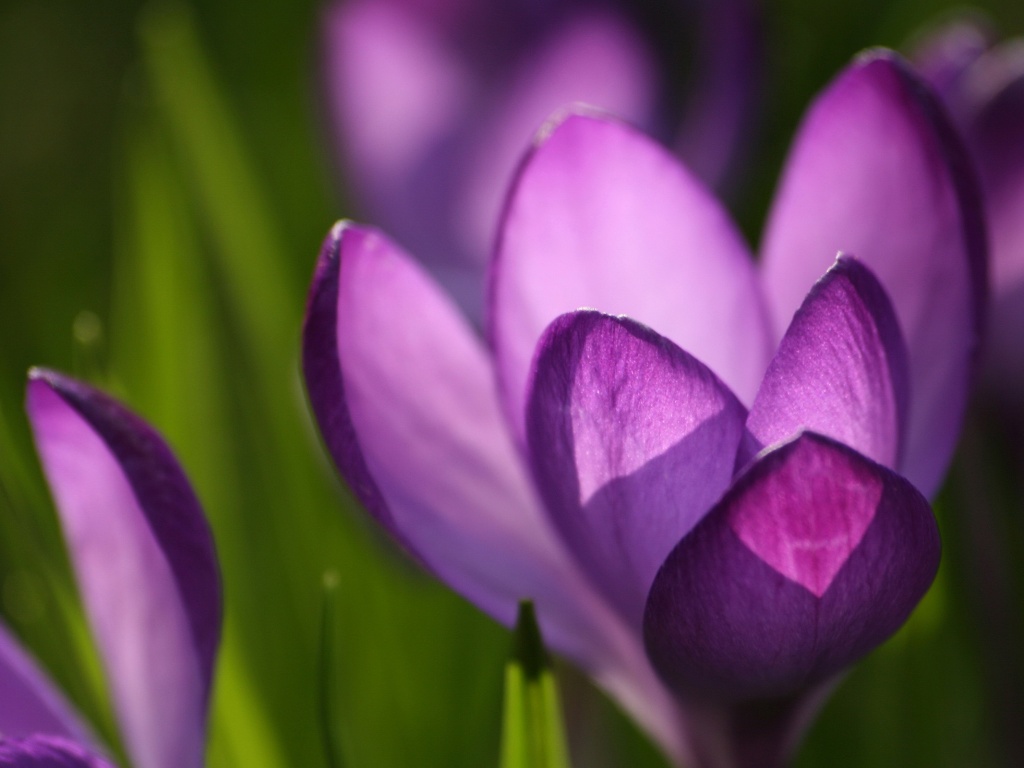 Фиолетовый крокус обои