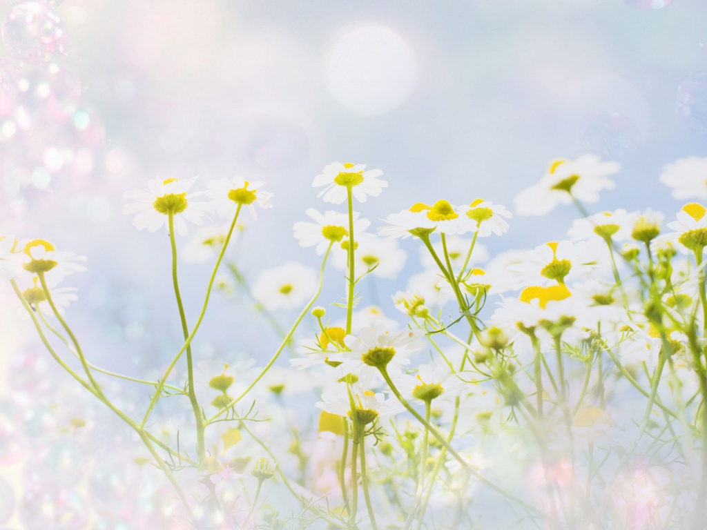 Цветочное лето обои