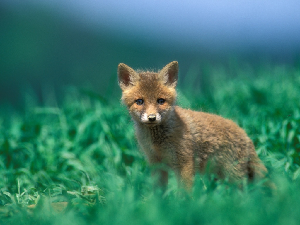 Удивлённый лисёнок обои