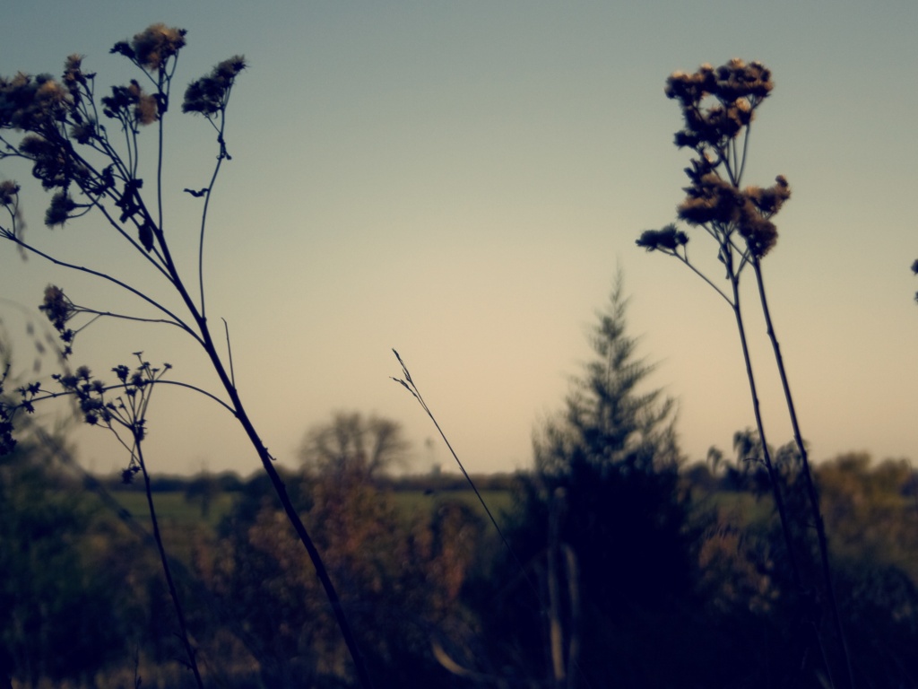 Вечерний луг обои