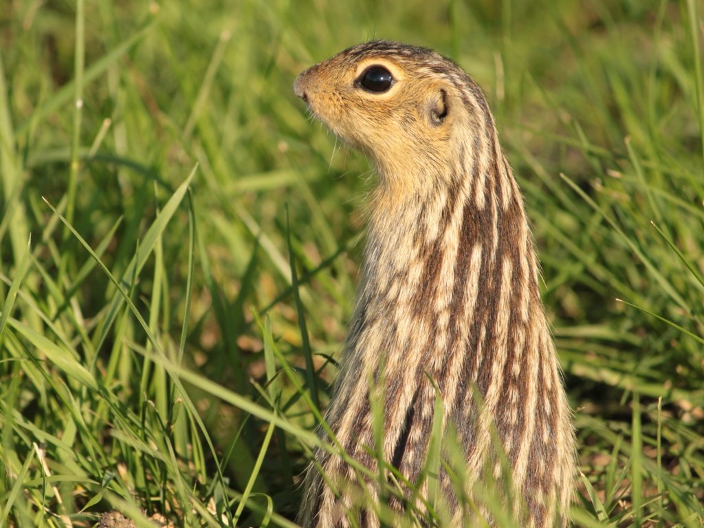 Сурок в стойке обои