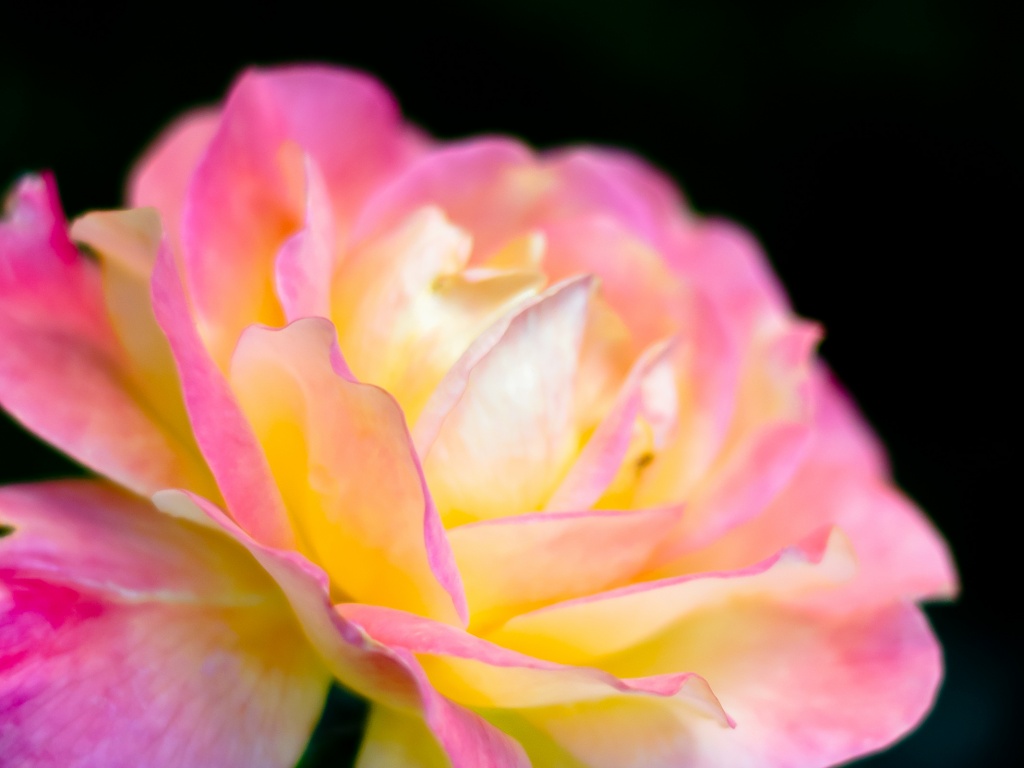 Картинка с нежным розовым цветком обои