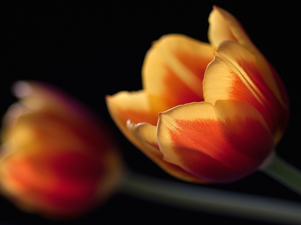 Тюльпаны в темноте обои