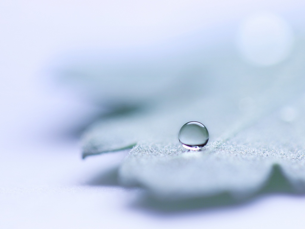 Капля на замёрзжем листе обои