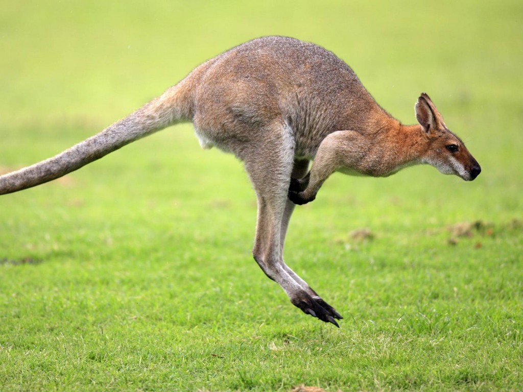 Кенгуру обои