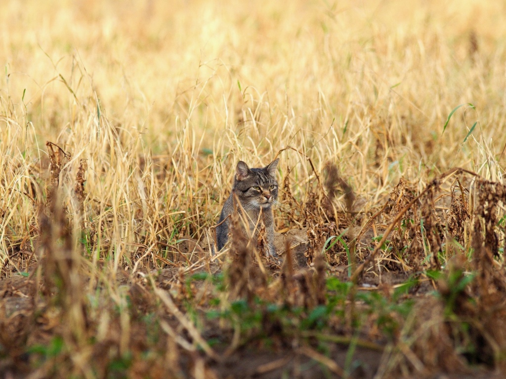 Спрятавшийся кот обои