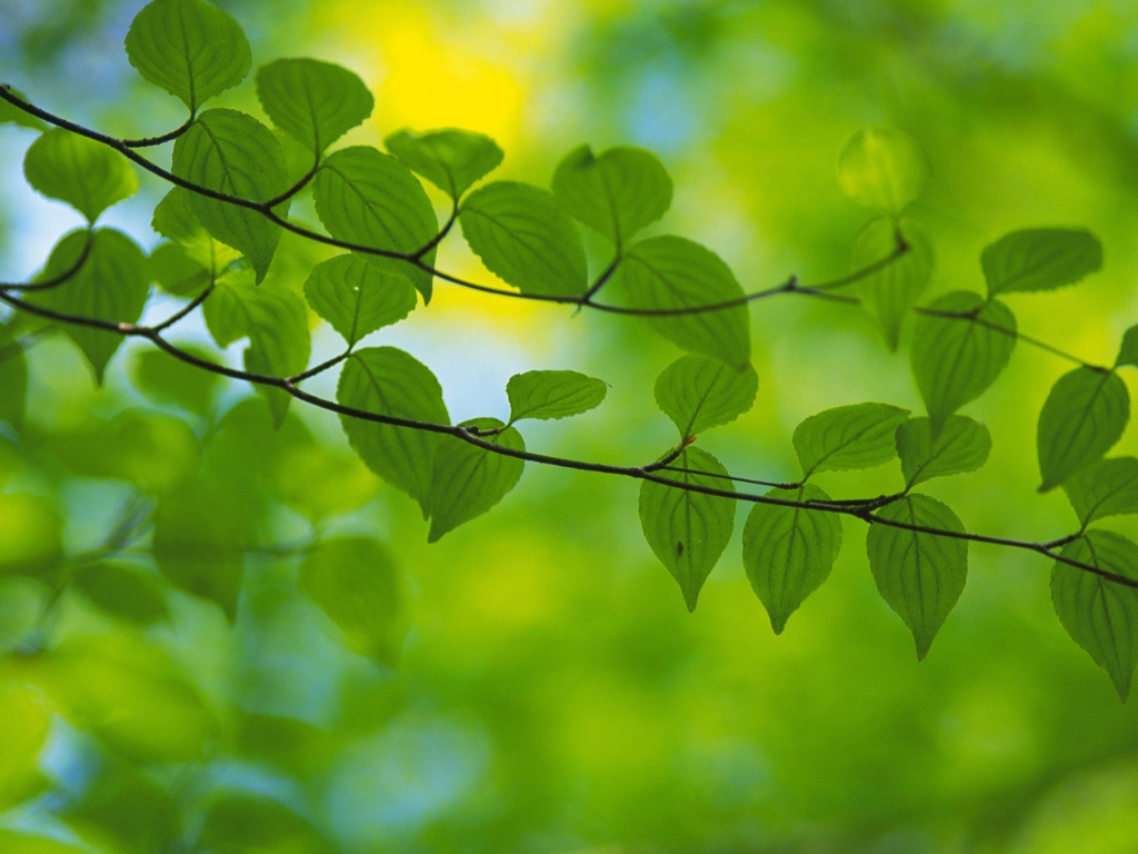 Ветка яркой зелени обои