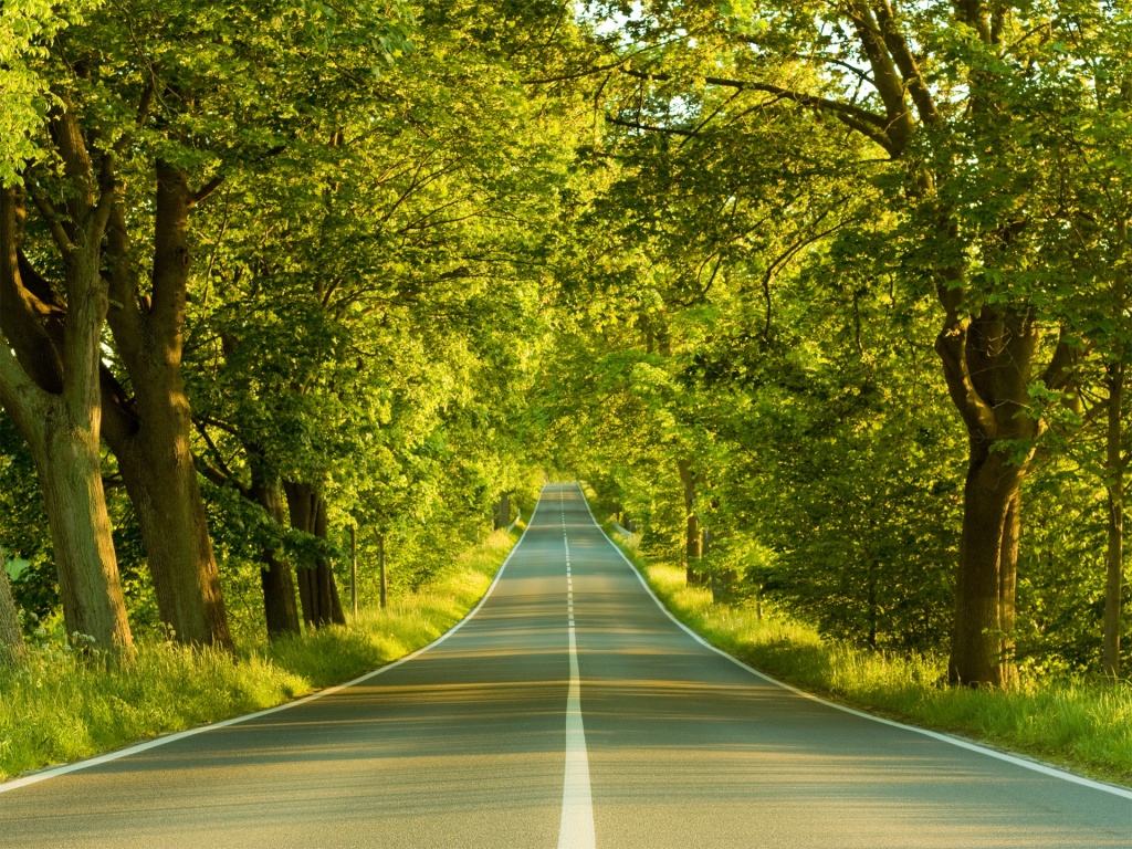 Под горку и в лес обои