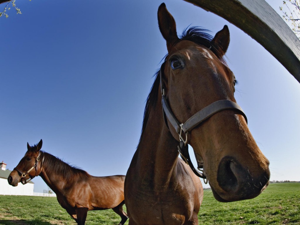 Лошади обои