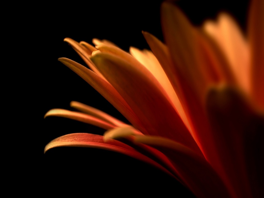 Гербера обои