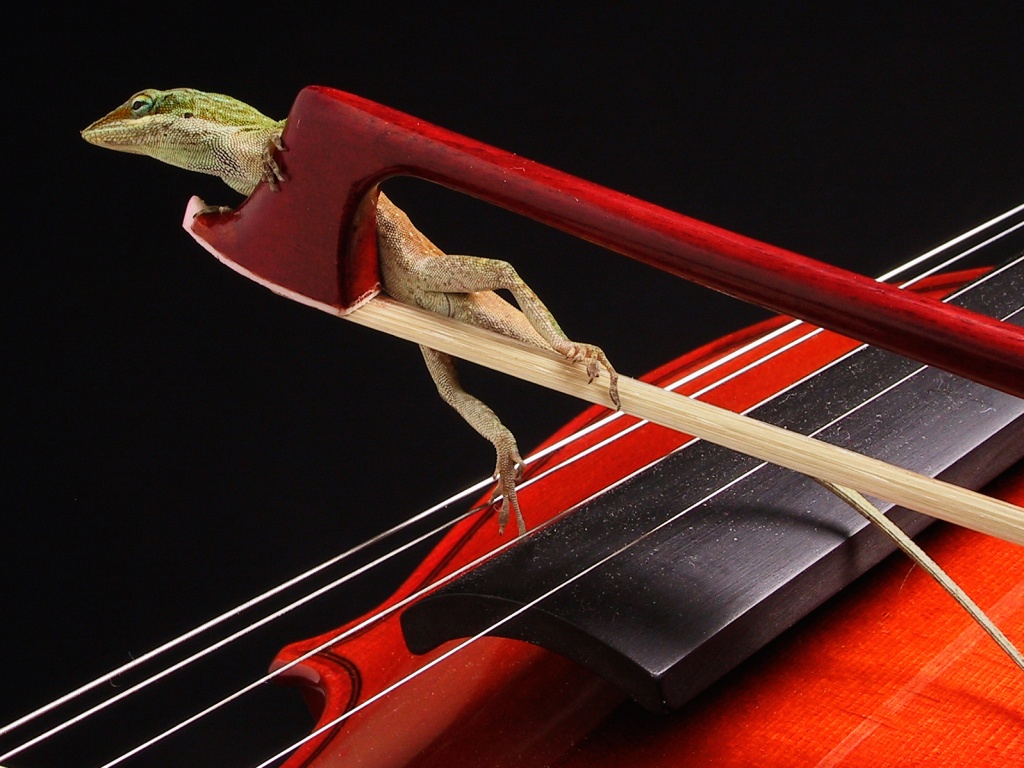 Ящерка на виолончели обои