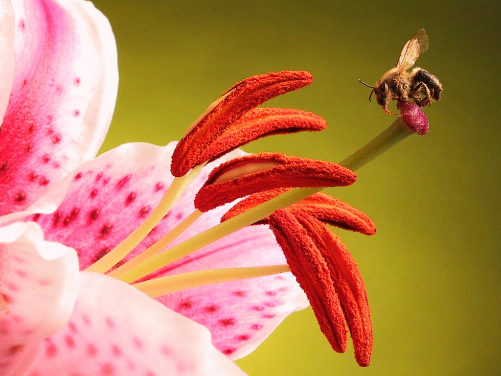 Трудолюбивая пчела на прекрасном цветке обои