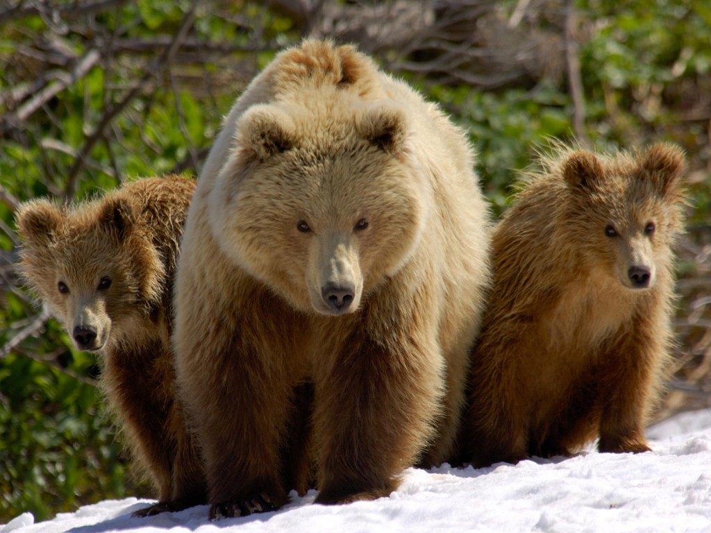 Три медведя обои